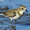 Two Double-banded Plovers arrived チャオビチドリ<br />Canon EOS 7DMK2 + EF300 F2.8L III + EF1.4xII